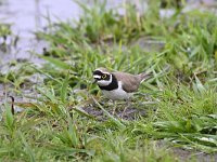 Charadrius dubius 57, Kleine plevier, Saxifraga-Luuk Vermeer