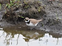 Charadrius dubius 65, Kleine plevier, Saxifraga-Luuk Vermeer