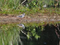 Charadrius dubius 92, Kleine plevier, Saxifraga-Hans Dekker