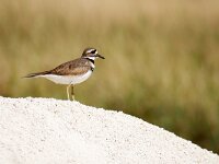 Charadrius vociferus 3, Killdeerplevier, Saxifraga-Tom Heijnen