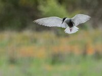 Chlidonias hybridus 4, Witwangstern, adult, Saxifraga-Theo Verstrael