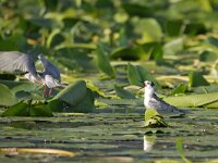 Chlidonias hybridus 46, Witwangstern, Saxifraga-Tom Heijnen