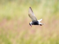 Chlidonias hybridus 50, Witwangstern, Saxifrage-Bart Vastenhouw