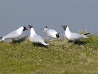 Chroicocephalus  ridibundus, Black-headed Gull