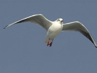 Chroicocephalus  ridibundus 13, Kokmeeuw, winter plumage, adult, Saxifraga-Jan van der Straaten