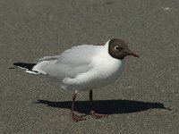 Chroicocephalus  ridibundus 3, Kokmeeuw, adult, breeding plumage, Saxifraga-Jan van der Straaten