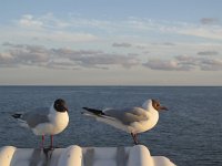 Chroicocephalus  ridibundus 33, Kokmeeuw, Saxifraga-Rob Felix : Animalia, Aves, Chordata, animal, bird, dier, dieren, gewervelde dieren, vertebraat, vertebrate, vogel, vogels