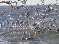 Zilver- en kokmeeuwen  Meeuwen achter een vissersboot op de Waddenzee.