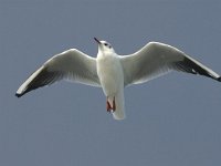 Chroicocephalus  ridibundus 4, Kokmeeuw, winter plumage, adult, Saxifraga-Jan van der Straaten