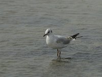 Chroicocephalus  ridibundus 43, Kokmeeuw, Saxifraga-Willem van Kruijsbergen