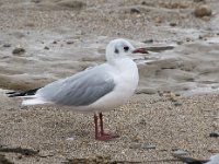 Chroicocephalus  ridibundus 70, Kokmeeuw, Saxifraga-Willem van Kruijsbergen