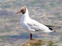 Chroicocephalus  ridibundus 78, Kokmeeuw, Saxifraga-BartVastenhouw