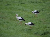 Ciconia ciconia 101, Ooievaar, Saxifraga-Luuk Vermeer