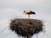 Ciconia ciconia 144, Ooievaar, Saxifraga-Hans Hoogenhuis
