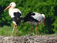 Ciconia ciconia 150, Ooievaar, Saxifraga-Hans Hoogenhuis