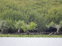Ciconia nigra 2, Zwarte ooievaar, Saxifraga-Tom Heijnen