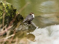 Cinclus cinclus 18, Waterspreeuw, adult, winter plumage, Saxifraga-Theo Verstrael