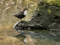 Cinclus cinclus 21, Waterspreeuw, adult, winter plumage, Saxifraga-Theo Verstrael
