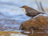 White throated dipper foraging in streaming water  White-throated dipper (cinclus cinclus) aquatic bird foraging in fast flowing water of a creek in natural habitat. The dipper is searching for food below the water level. Wildlife scene in nature. : Songbird, animal, aquatic, aquatic bird, beak, bird, bird life, birdwatching, brass, brick, brown, cinclus, cinclus cinclus, dipper, environment, european, european dipper, eye, feathering, food, germany, insects, mayflies, moss, mountain, nature, norway, ornithology, prey, river, scotland, scottish, stone, stones, stream, sweden, throat, water, waterbird, waterfall, white, white throated dipper, white-throated, white-throated dipper (cinclus cinclus), wild, wildlife, wildlife of europe
