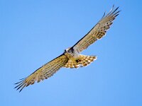 Circaetus gallicus 27, Slangenarend, Saxifraga-Bart Vastenhouw