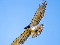 Circaetus gallicus 28, Slangenarend, Saxifraga-Bart Vastenhouw