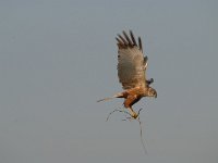 Circus aeruginosus 41, Bruine kiekendief, Saxifraga-Luuk Vermeer