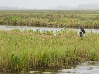 Circus aeruginosus 58, Bruine kiekendief, Saxifraga-Tom Heijnen