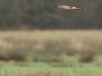 Circus cyaneus 21, Blauwe kiekendief, Saxifraga-Mark Zekhuis
