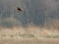 Circus cyaneus 60, Blauwe kiekendief, Saxifraga-Mark Zekhuis