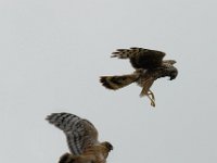 Circus cyaneus 5, Blauwe kiekendief, female giving prey to juvenile, Saxifraga-Piet Munsterman