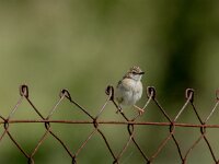 Cisticola juncidis 4, Graszanger, adult, breeding plumage, Saxifraga-Theo Verstrael