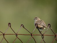 Cisticola juncidis 6, Graszanger, adult, breeding plumage, Saxifraga-Theo Verstrael