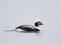 Clangula hyemalis 26, IJseend, Saxifraga-Luc Hoogenstein