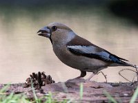 Coccothraustes coccothraustes 106, Appelvink, Saxifraga-Luuk Vermeer