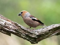 Coccothraustes coccothraustes 110, Appelvink, Saxifraga-Luuk Vermeer