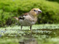 Coccothraustes coccothraustes 112, Appelvink, Saxifraga-Luuk Vermeer