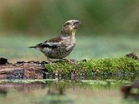 Coccothraustes coccothraustes 114, Appelvink, Saxifraga-Luuk Vermeer