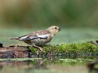 Coccothraustes coccothraustes 115, Appelvink, Saxifraga-Luuk Vermeer