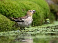 Coccothraustes coccothraustes 117, Appelvink, Saxifraga-Luuk Vermeer