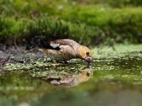 Coccothraustes coccothraustes 121, Appelvink, Saxifraga-Luuk Vermeer