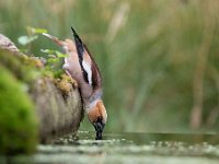 Coccothraustes coccothraustes 123, Appelvink, Saxifraga-Luuk Vermeer