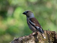 Coccothraustes coccothraustes 130, Appelvink, Saxifraga-Luuk Vermeer