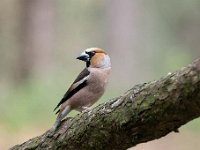 Coccothraustes coccothraustes 144, Appelvink, Saxifraga-Luuk Vermeer