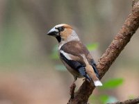 Coccothraustes coccothraustes 146, Appelvink, Saxifraga-Luuk Vermeer