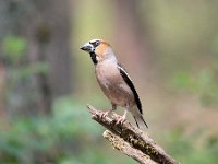 Coccothraustes coccothraustes 149, Appelvink, Saxifraga-Luuk Vermeer