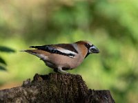 Coccothraustes coccothraustes 154, Appelvink, Saxifraga-Luuk Vermeer