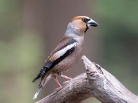 Coccothraustes coccothraustes 160, Appelvink, Saxifraga-Luuk Vermeer