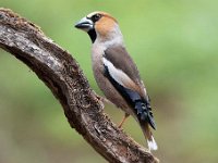 Coccothraustes coccothraustes 161, Appelvink, Saxifraga-Luuk Vermeer