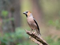 Coccothraustes coccothraustes 162, Appelvink, Saxifraga-Luuk Vermeer