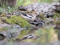 Coccothraustes coccothraustes 171, Appelvink, Saxifraga-Luuk Vermeer